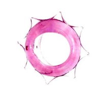 Кольцо Давида два